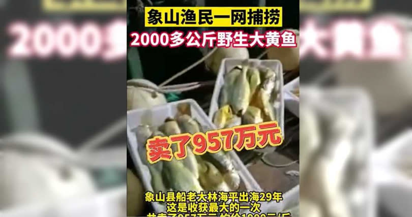 浙江漁民出海捕獲2000多公斤野生大黃魚，狂賺4151萬元。（圖／翻攝自《錢江晚報》微博）