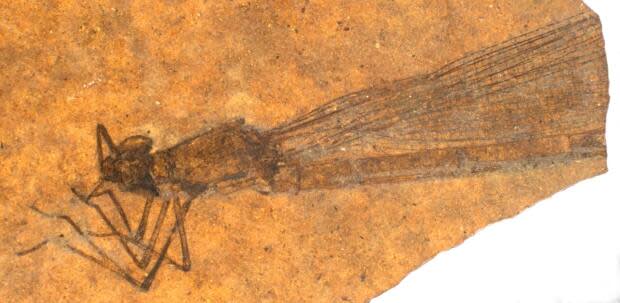 Full image of a fossilized Okanopteryx fraseri, one of the new species named by the SFU scientific team.
