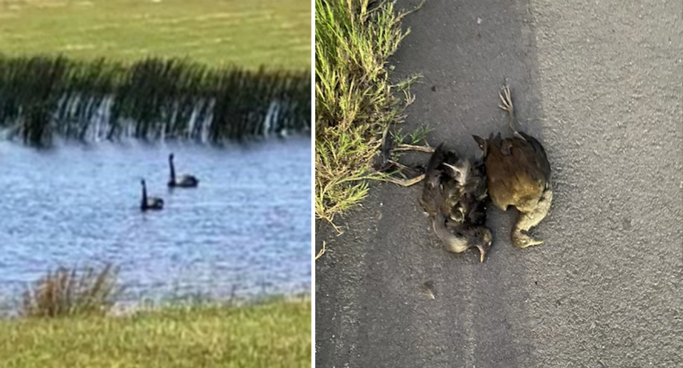 Left, two moorhens swimming in the dam water. Right, the two side by side motionless on the road. 