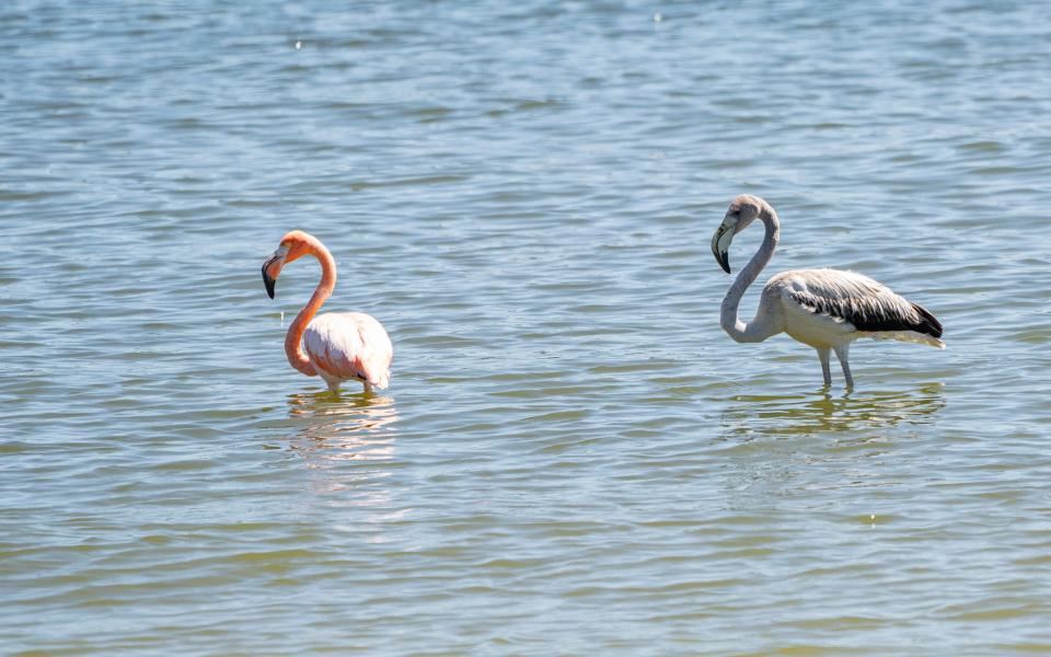 Jacob Roalef with Birding Ecotours was shocked to hear two flamingos were spotted in Caesars Creek State Park, 20 minutes away from his Ohio home. Roalef said he rushed over and snapped this photo of the first flamingos to be reported in the state.