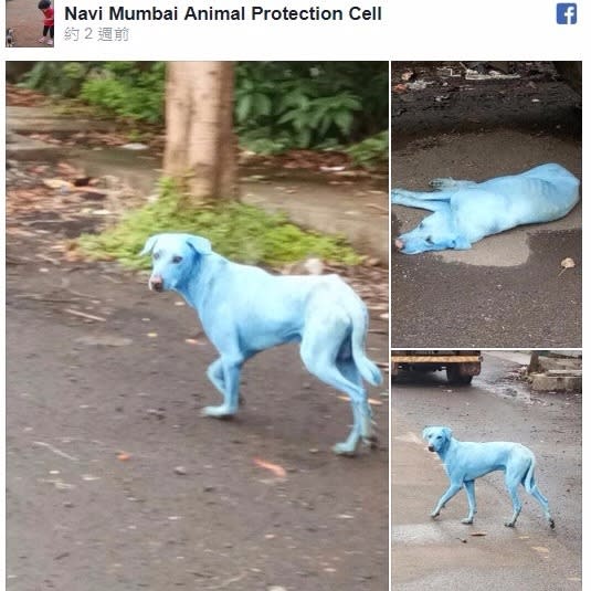 印度工業污染嚇人 孟買出現藍色流浪狗