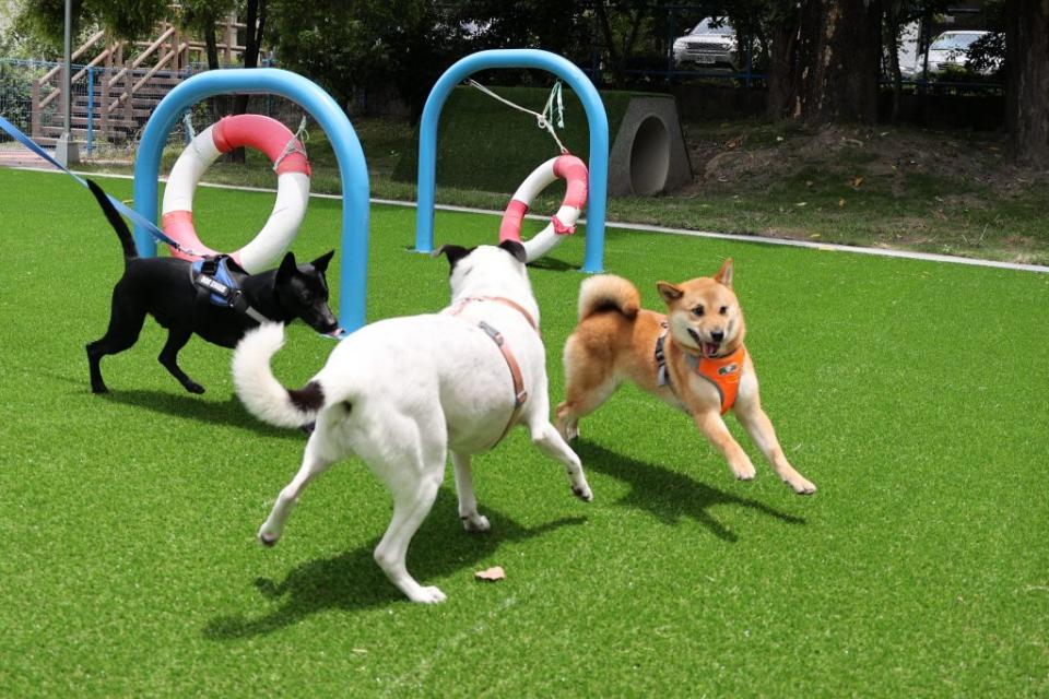 全縣首座草屯寵物公園熱鬧啟用，狗兒開心玩耍。（記者張瑞惠攝）