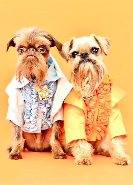 two dogs dressed up as harry and lloyd from dumb and dumber