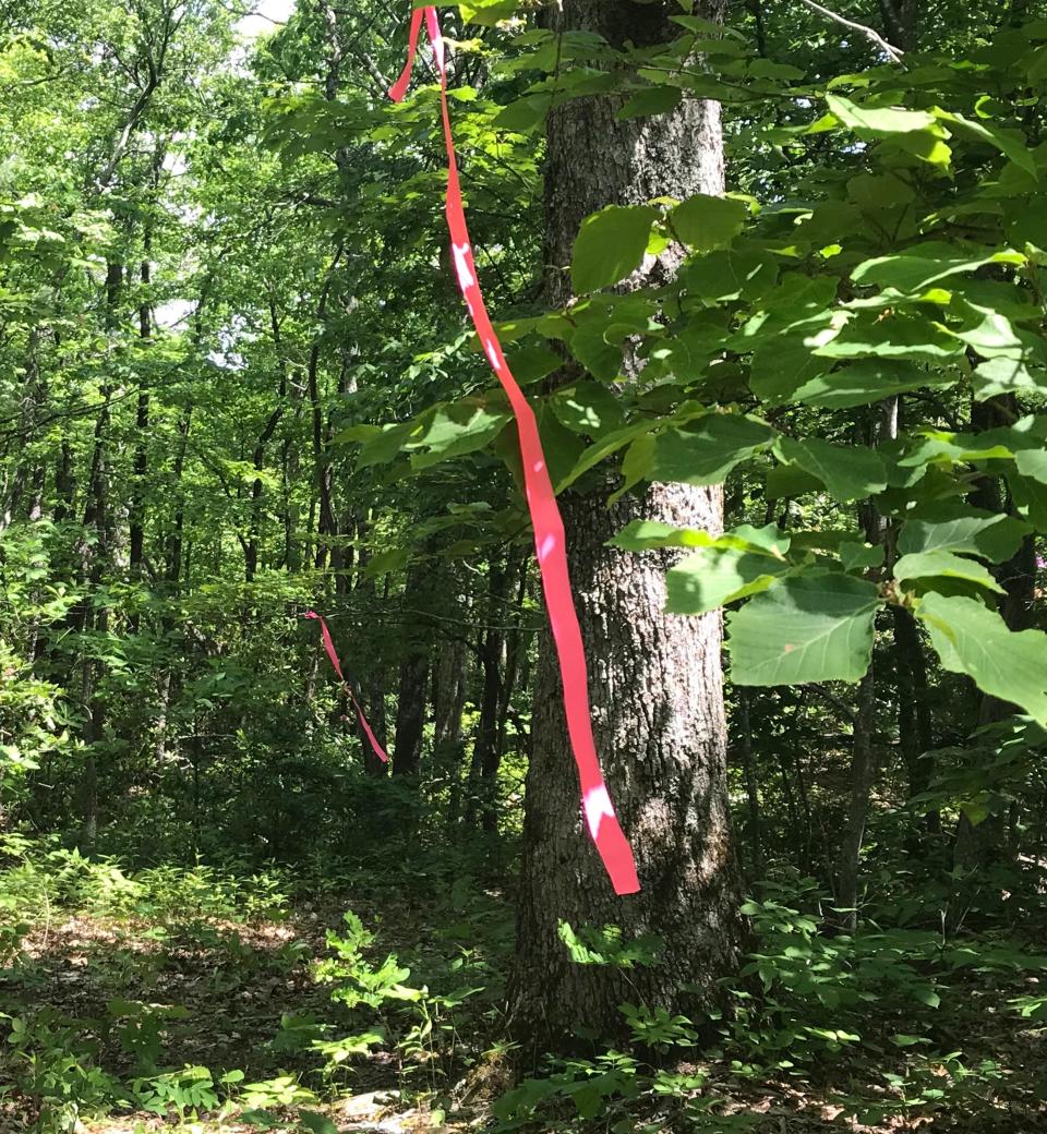 Searchers are using pink ribbons to mark the path to the Cessna.