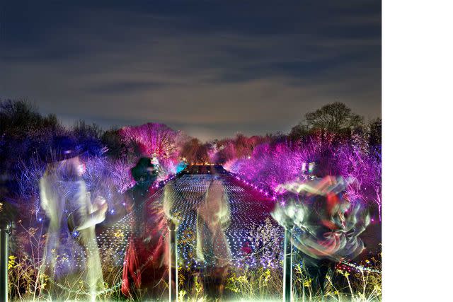 <p>Matthew Pillsbury</p> The Brooklyn Botanic Garden’s Cherry Esplanade during Lightscape 2021.