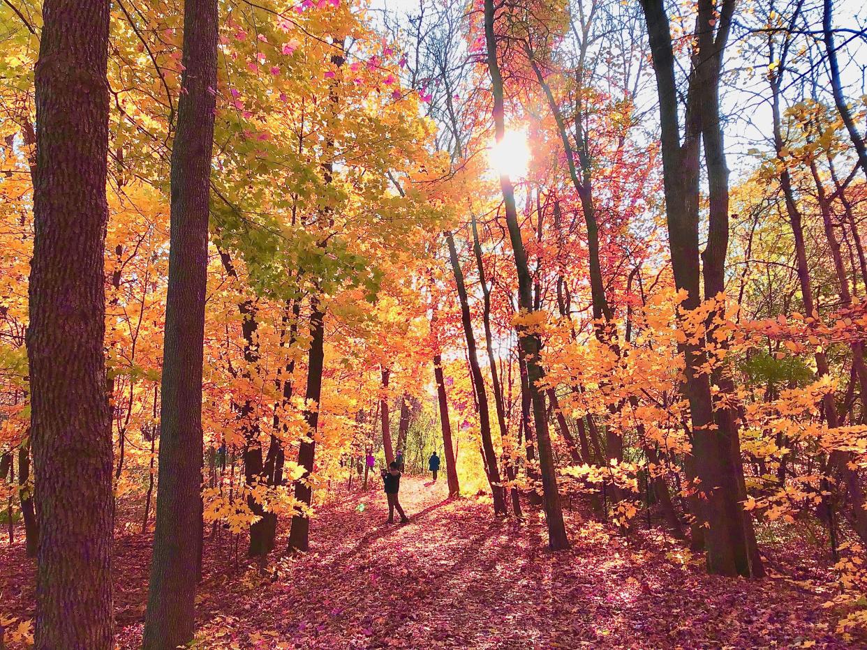 Autumn forest of golden trees lit up by sunlight.