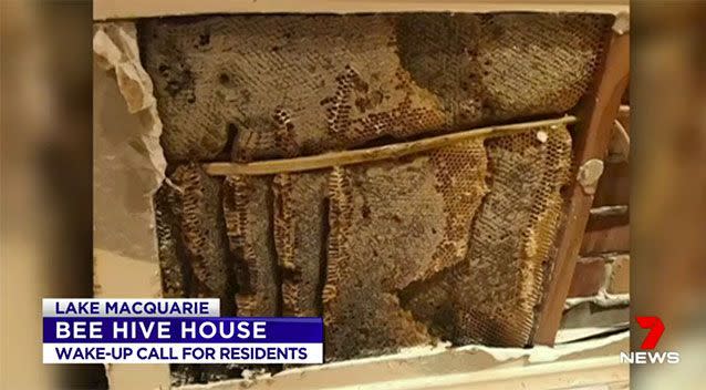 Honeycomb was found inside the walls. Source: 7 News