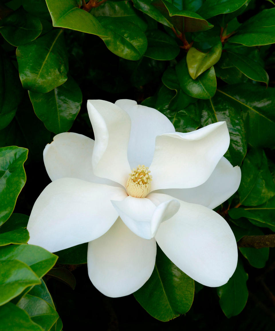 large white blooms of Magnolia grandiflora