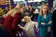 <p>Pointers and their handlers wait to compete at the 142nd Westminster Kennel Club Dog Show at The Piers on Feb.13, 2018 in New York City. (Photo: Drew Angerer/Getty Images) </p>