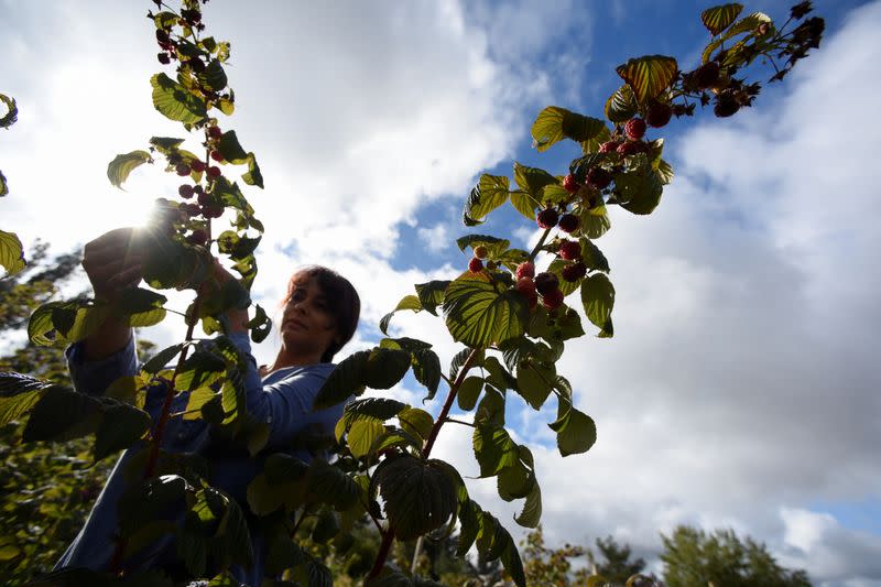 A woman harvests raspberries at a local farm near Chillan