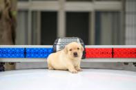 <p>Stattdessen wurden die sechs Geschwister für ein Fotoshooting gekonnt in Szene gesetzt. Das New Taipei Police Department gelangte damit zu einer ganz neuen Beliebtheit. (Foto: Caters News Agency) </p>