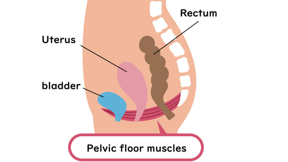 pelvic floor muscles, pelvic floor massage