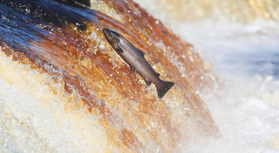 <p>A salmon makes its way upstream on the River Tyne in Hexham. (Owen Humphreys/PA Wire/PA Images) </p>