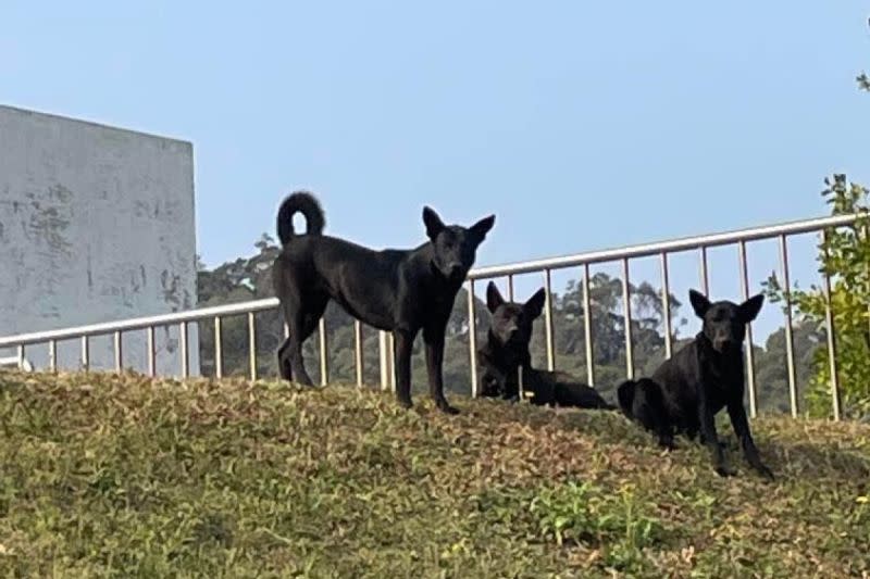 ▲清大發生兩起浪犬咬傷學生的流血案件。（圖／清華大學關懷生命社（清大懷生社、校園流浪犬關懷社） 臉書）