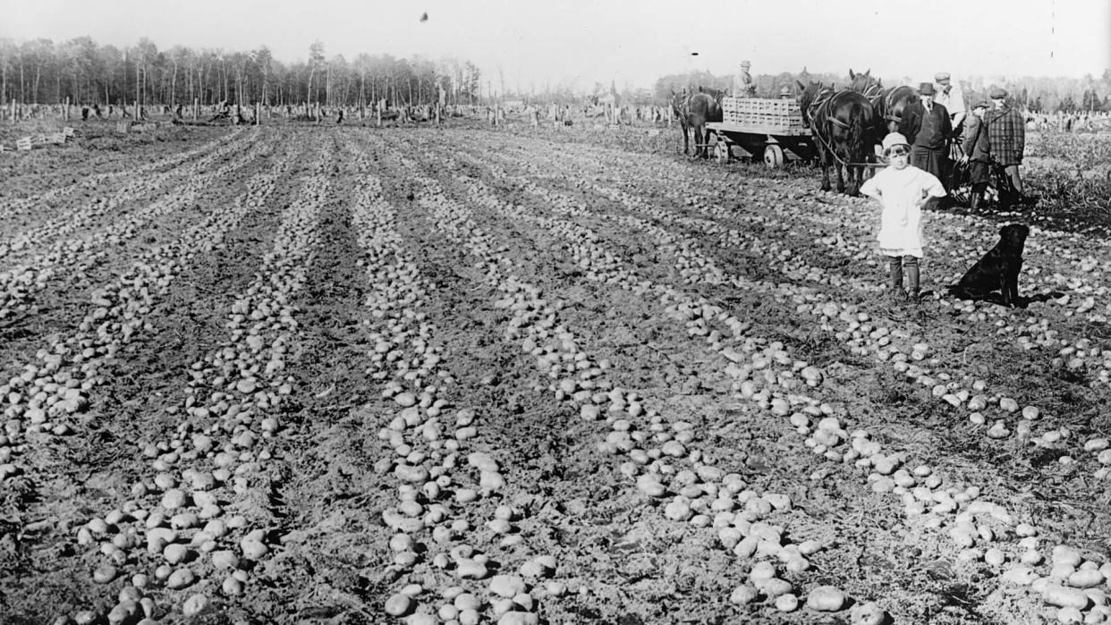 potato field in the U.S. in 1916-17