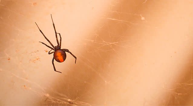 Redback spiders are highly venomous. Source: Getty Images / Stock image