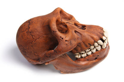 Australopithecus afarensis skull