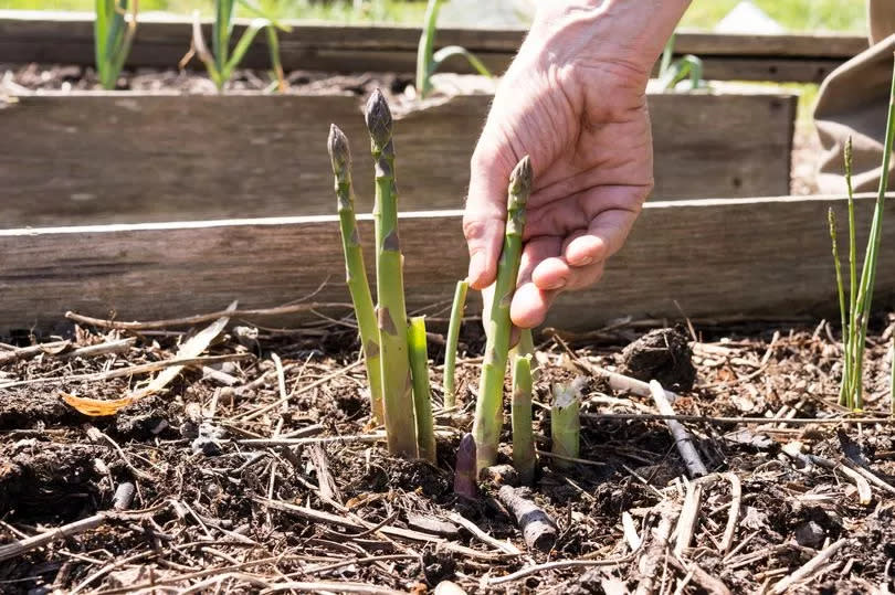 This is an undated stock photo of asparagus growing in a raised bed. See PA Feature GARDENING Asparagus. WARNING: This picture must only be used to accompany PA Feature GARDENING Asparagus.