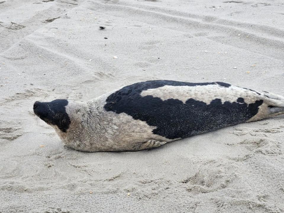 A male Grey seal was rescued last week on the beach in Lavallette.