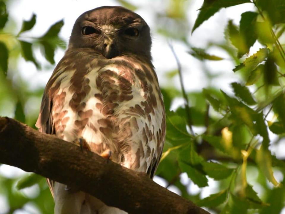 A brown hawk owl in Gurugram, India in February 2023.