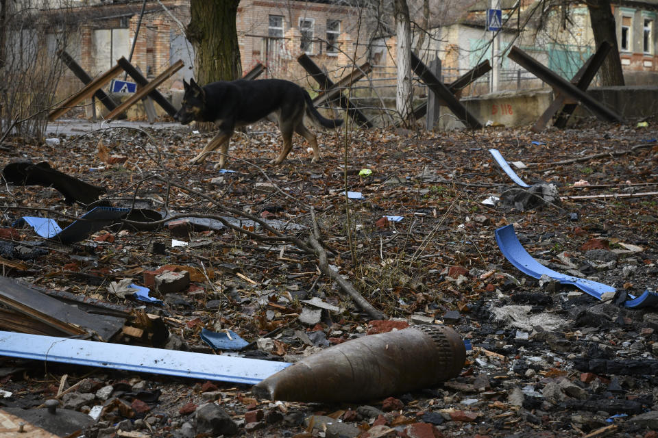 A dog passes by an unexploded shell in Bakhmut, the site of the heaviest battles with the Russian troops, in the Donetsk region, Ukraine, Sunday, Dec. 11, 2022. (AP Photo/Andriy Andriyenko)