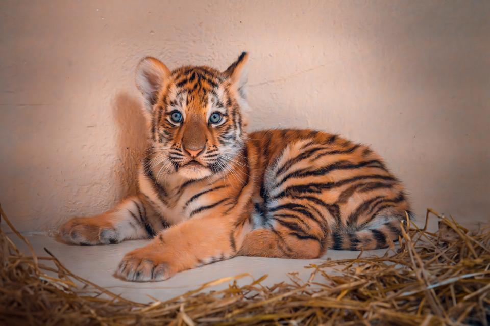 A tiger cub born on July 20, 2023. The tiger and its twin were born at the Toledo Zoo to parents Talya and Titan.