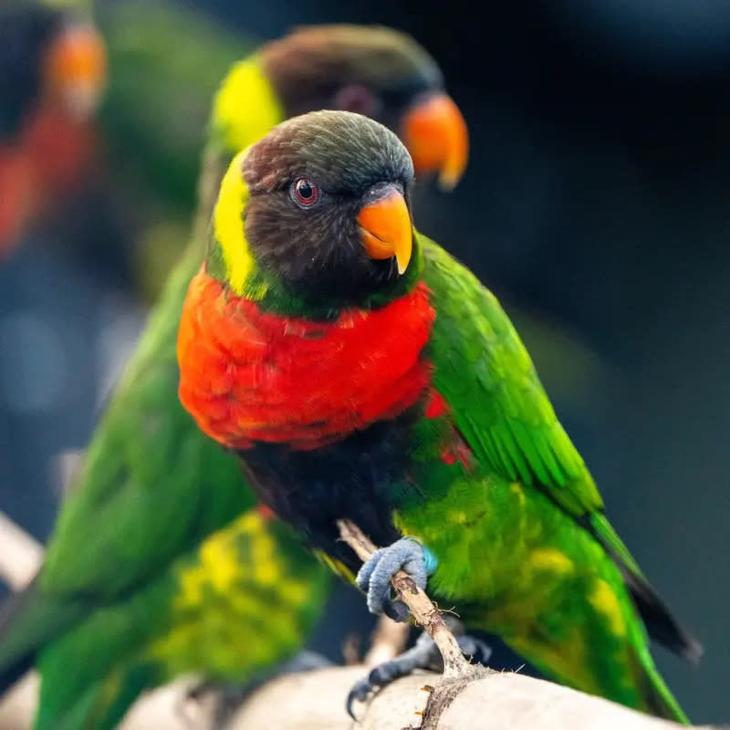 ▲米契爾虹彩吸蜜鸚鵡（Mitchell's Lorikeet），牠們長大後身體會呈現亮麗的綠色以及紅色，也因此美貌而淪為人類盜獵的目標。（圖／取自FB@Chester Zoo ）