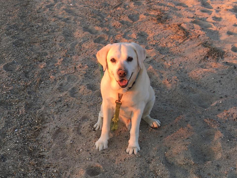 dog yellow lab