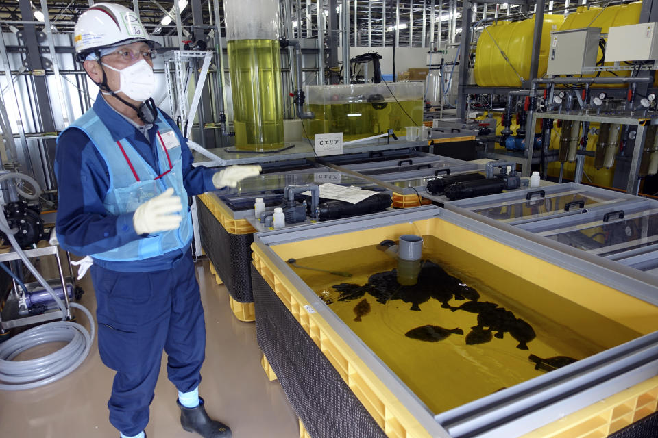 Noboru Ishizawa, a Tokyo Electric Power Company Holdings (TEPCO) official, speaks during an interview with The Associated Press at the Fukushima Daiichi nuclear power plant in Okuma town, northeastern Japan, on Feb. 22, 2023. TEPCO officials oversee the fish experiment compared with other flounders raised in a different tank with regular seawater. (AP Photo/Mari Yamaguchi)