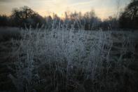 LONDON, ENGLAND - DECEMBER 12: The early morning frost clings to plants in Regents Park on December 12, 2012 in London, England. Forecasters have warned that the UK could experience the coldest day of the year so far today, with temperatures dropping as low as -14C, bringing widespread ice, harsh frosts and freezing fog. Travel disruption is expected with warnings for heavy snow in some parts of the country. (Photo by Dan Kitwood/Getty Images)