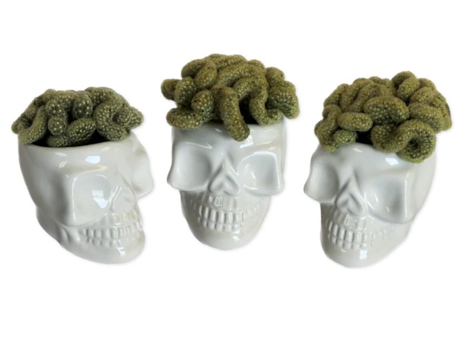 Trader Joe's Halloween Brain Cactus in Skull