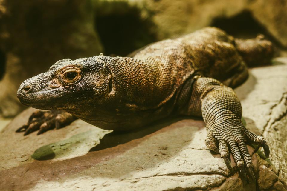 A male Komodo dragon lays on a rock in their exhibit at the Memphis Zoo on Thursday, Jan. 25, 2024 at the Memphis Zoo in Memphis, Tenn.