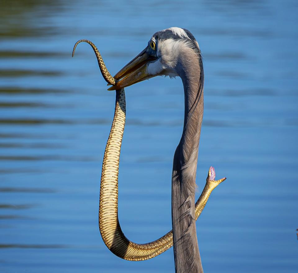 A great blue heron at Lakes Park in Fort Myers. Taken with a Canon R5 Camera and a 100-500mm lens.