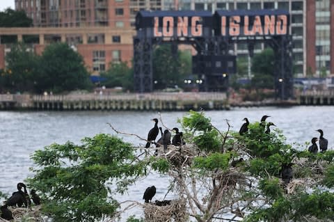 U Thant Island's only residents - Credit: ALAMY