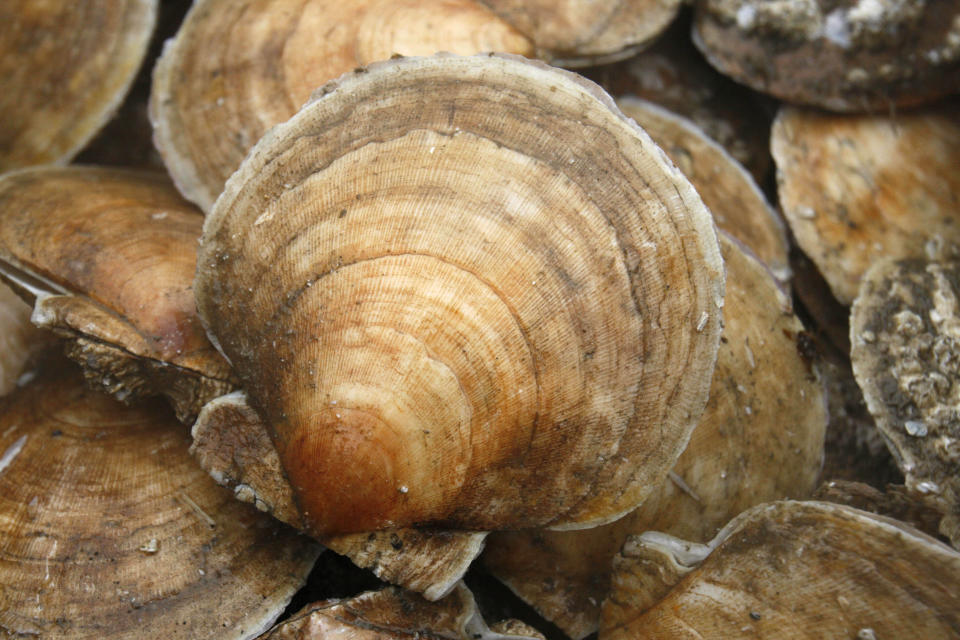 FILE- In this Dec. 17, 2011, file photo, a scallops are seen on board a fishing boat off the coast of Harpswell, Maine. America's harvest of scallops is increasing to near-record levels at a time when the shellfish are in high demand. (AP Photo/Robert F. Bukaty, FIle)