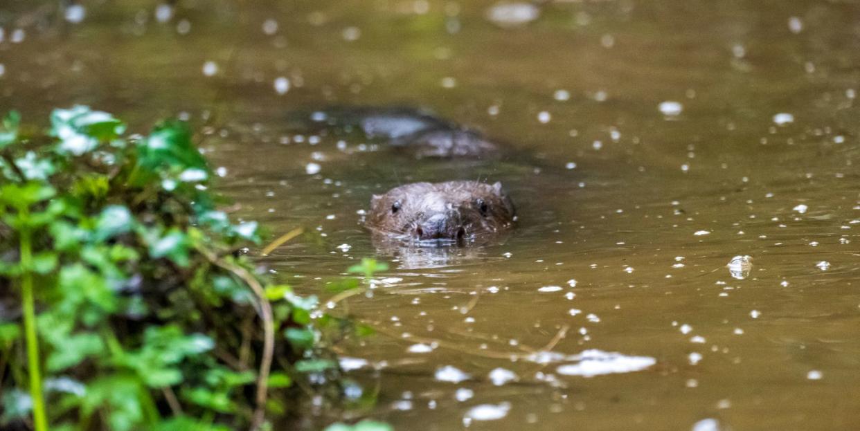 beavers released in cornwall