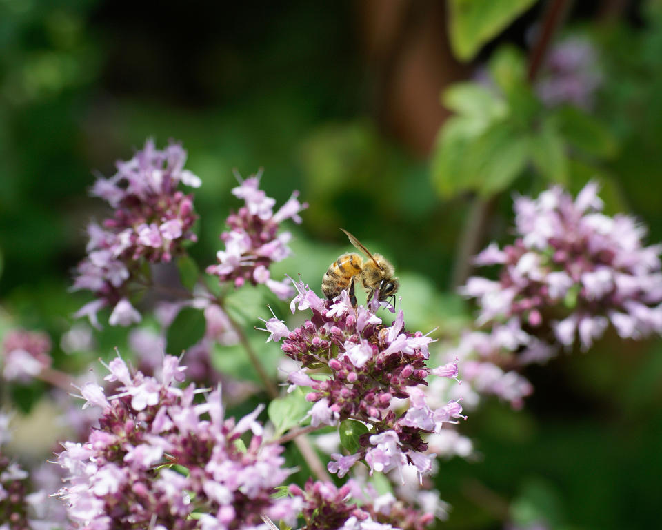 12. Origanum (Marjoram, Oregano)