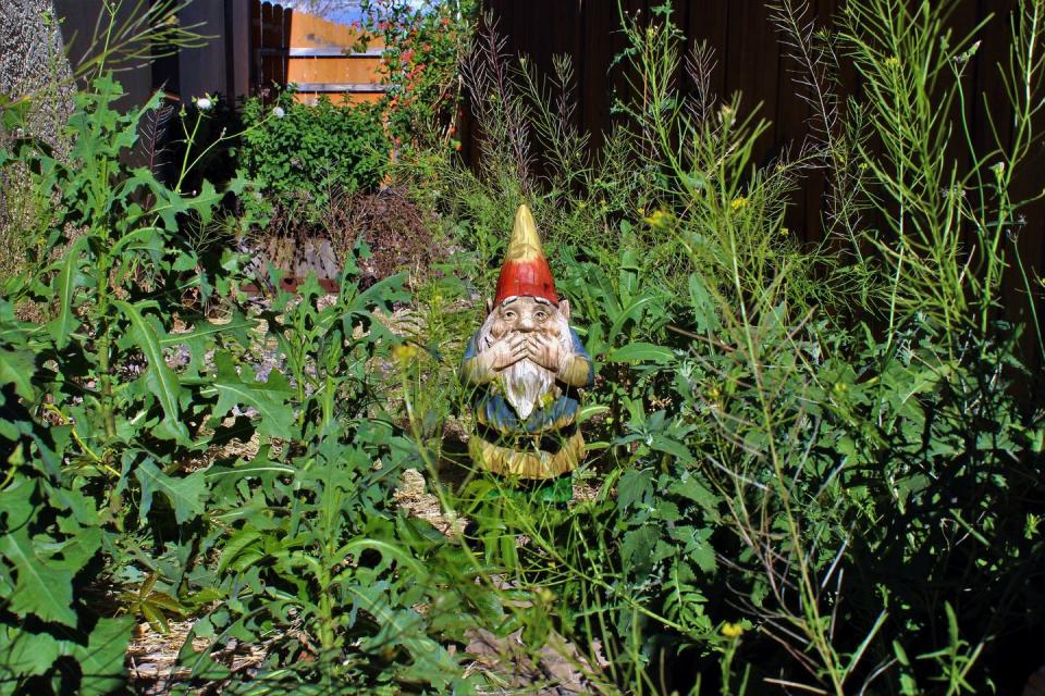 gnome disgusted by overgrown yard