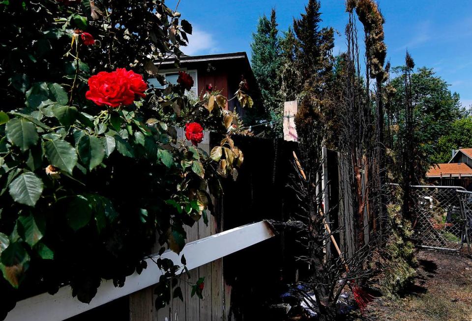 Roses remain but wooden fence boards and shrubs burned Monday night alongside this house on Kellogg Street near West 14th Avenue in Kennewick.