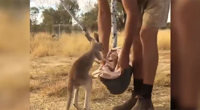 The adorable footage online has been melting hearts. Source: The Kangaroo Sanctuary Alice Springs/ Facebook