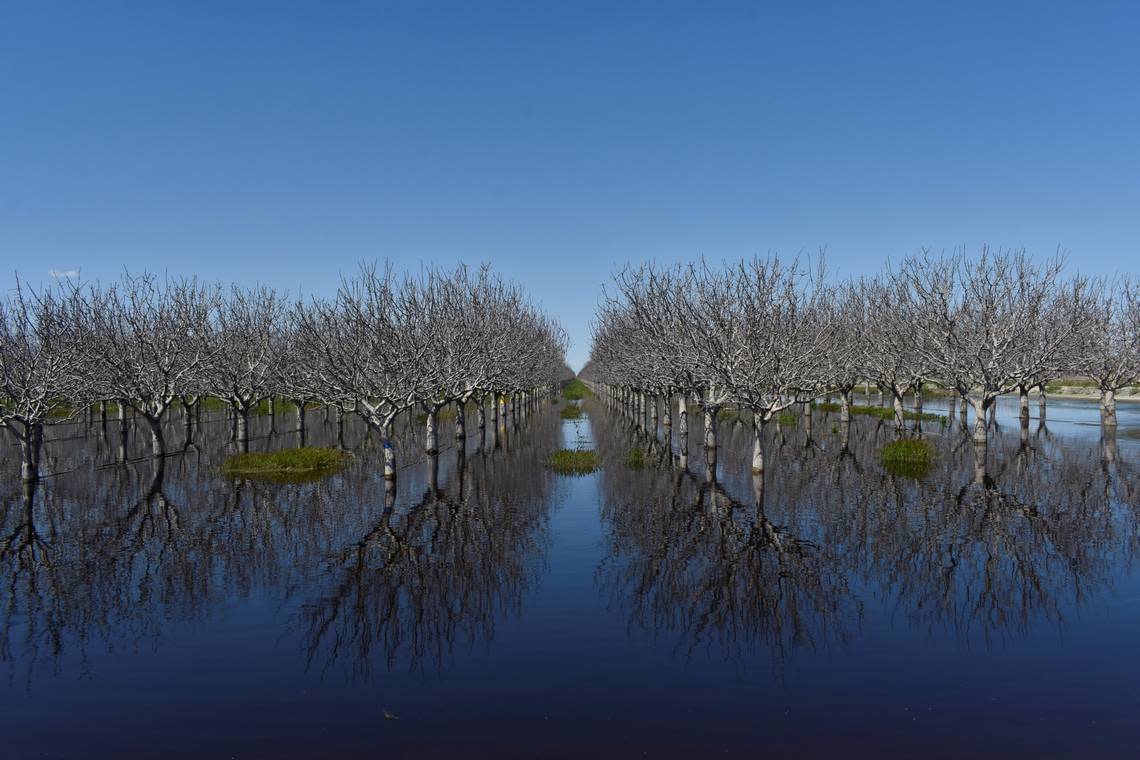 A flooded orchard sit on the lakebed of Tulare Lake on Ave. 120, halfway between Corcoran and Alpaugh in Tulare County, on April 4, 2023. Though the extensive rains from atmospheric rivers have stopped, the floods haven’t. The water’s edge shifts daily, and the expected snowmelt from the Sierra Nevada could worsen flood conditions across the Central Valley.