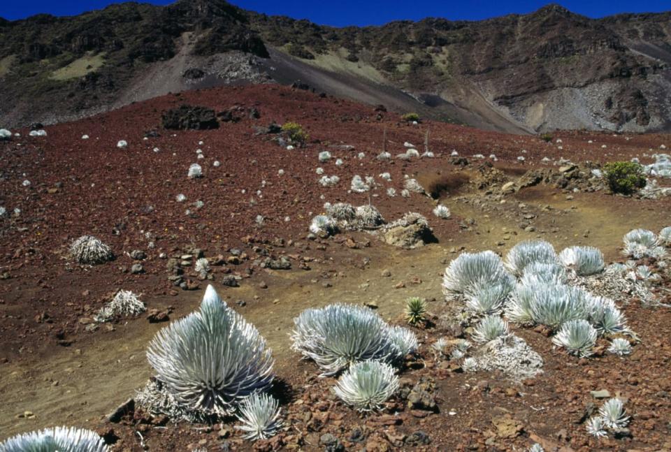 <div class="inline-image__caption"><p>Silversword bushes (Argyroxiphium sandwicense) in Haleakala National Park, Maui Island, Hawaii.</p></div> <div class="inline-image__credit">DeAgostini/Getty</div>