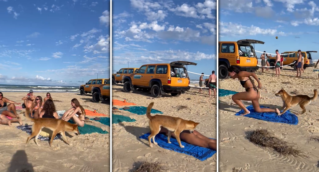 Australia warns of dingo attacks after tourist's bum bitten