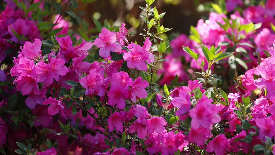 Azalea flowers