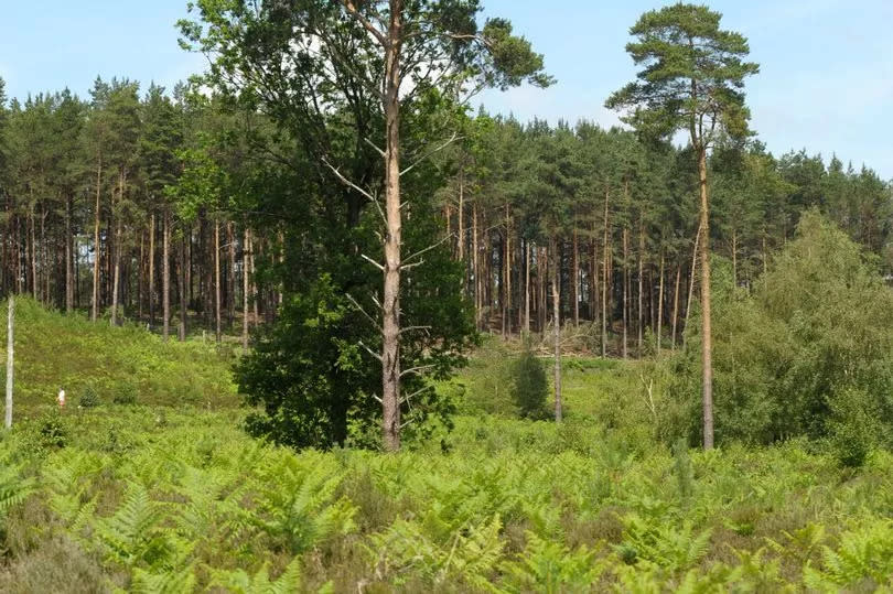 Bourne Wood near Farnham