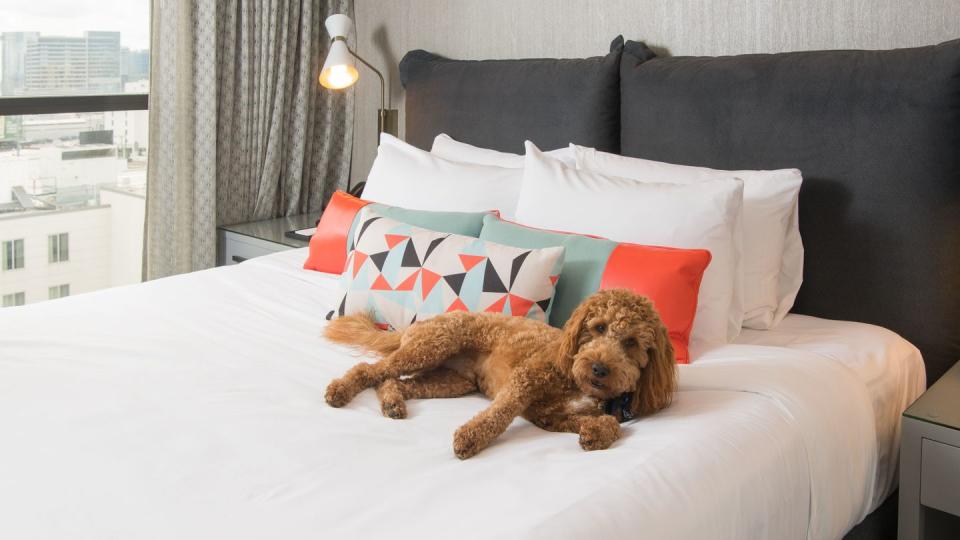 hotel hutton veranda petfriendly hotels