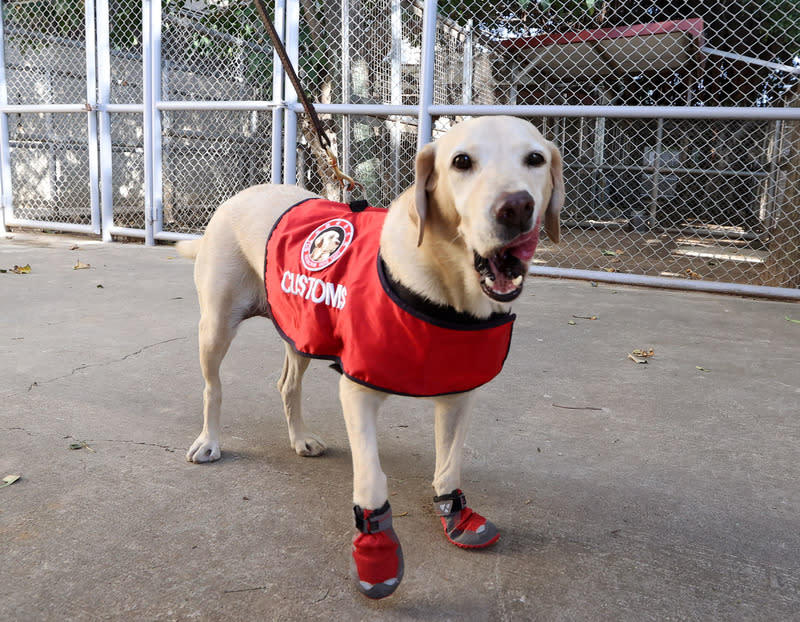 拉布拉多犬天性愛玩  適合擔任緝毒犬 在機場海關執勤的緝毒犬通常會挑選拉布拉多犬種， 嚴格訓練可激發拉布拉多愛玩的天性，努力去嗅出藏 匿的毒品。 （桃機提供） 中央社記者汪淑芬傳真  113年2月12日 