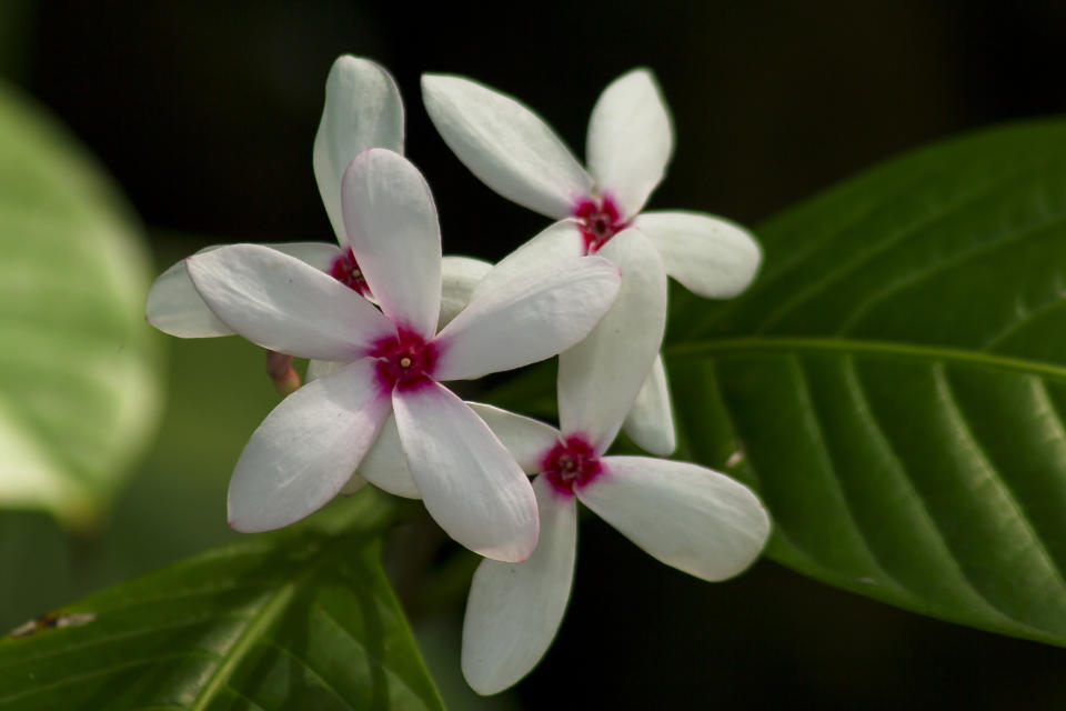 White Kopsia, one of the flora notes in Batik Flora by Singapore Airlines