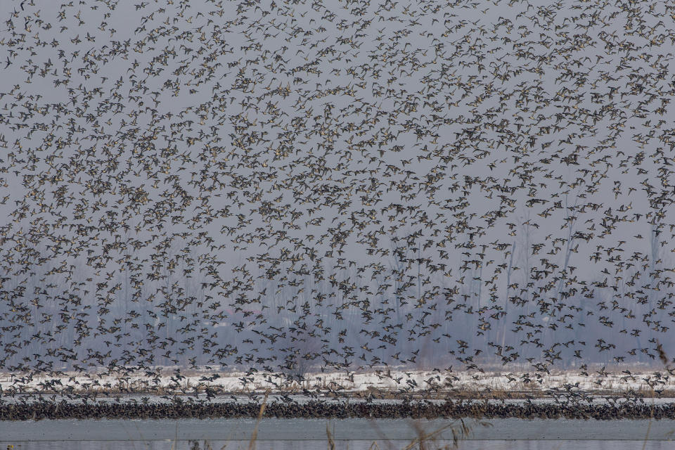 Migratory birds fly above the frozen waters of a wetland in Hokersar, north of Srinagar, Indian controlled Kashmir, Friday, Jan. 22, 2021. Wildlife officials have been feeding birds to prevent their starvation as weather conditions in the Himalayan region have deteriorated and hardships increased following two heavy spells of snowfall since December. Temperatures have plummeted up to minus 10-degree Celsius (14 degrees Fahrenheit). (AP Photo/Dar Yasin)