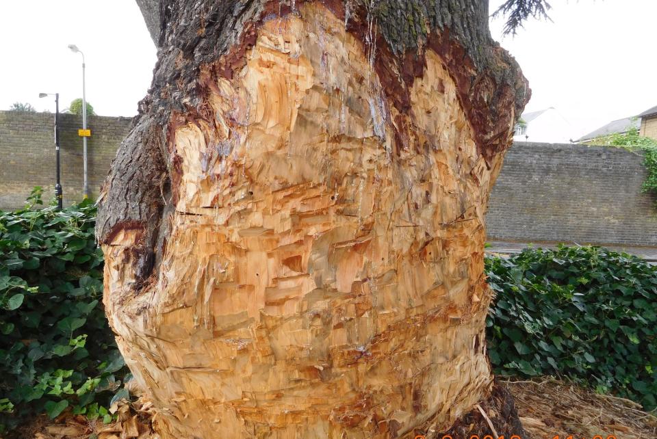 Council officials also found holes drilled into the trunk of the tree (Picture: SWNS)